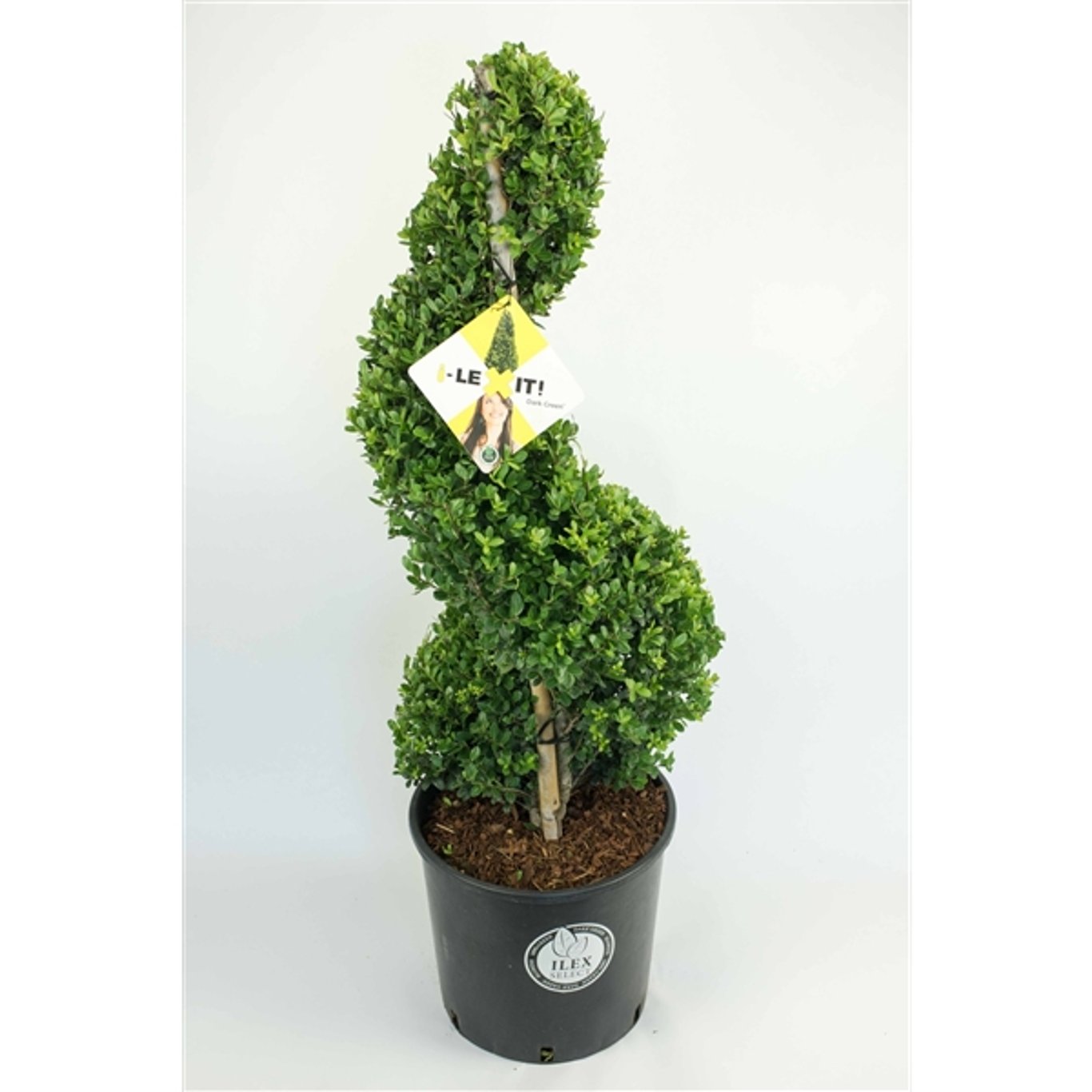 Ilex crenata 'Dark Green'® - 90-100 CM Spiral Cont.